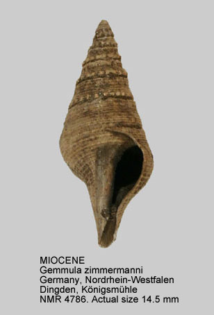 MIOCENE Gemmula zimmermanni.jpg - MIOCENEGemmula zimmermanni(Philippi,1846)